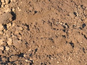 Topsoil