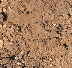 Topsoil